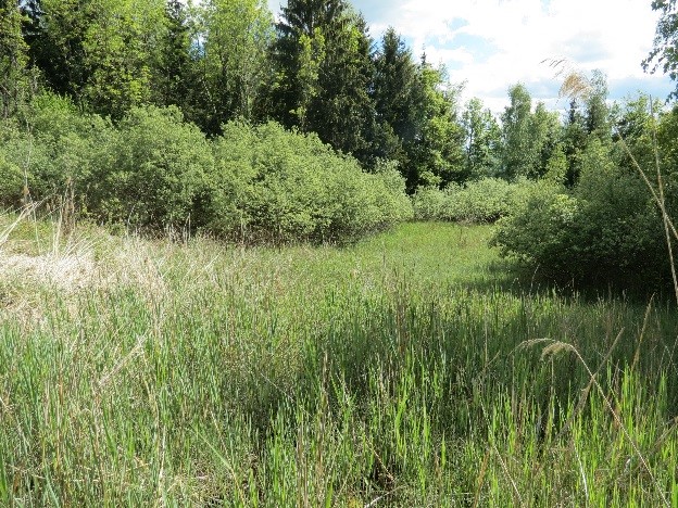 Marais des Ebeaux (Cruseilles) situé en contre-haut des murs de Troinex