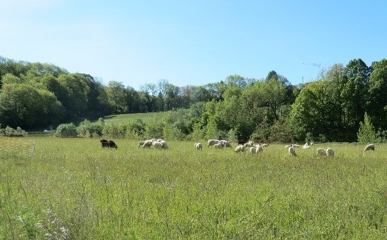 Troupeau sur zone de stockage de matériaux dite ZME des Combes (Cruseilles) restituée à l’agriculture 