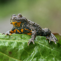 Crapaud-sonneur-ventre-jaune