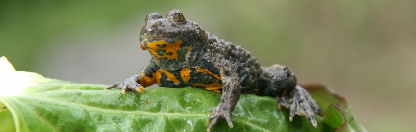 crapaud sonneur à ventre jaune