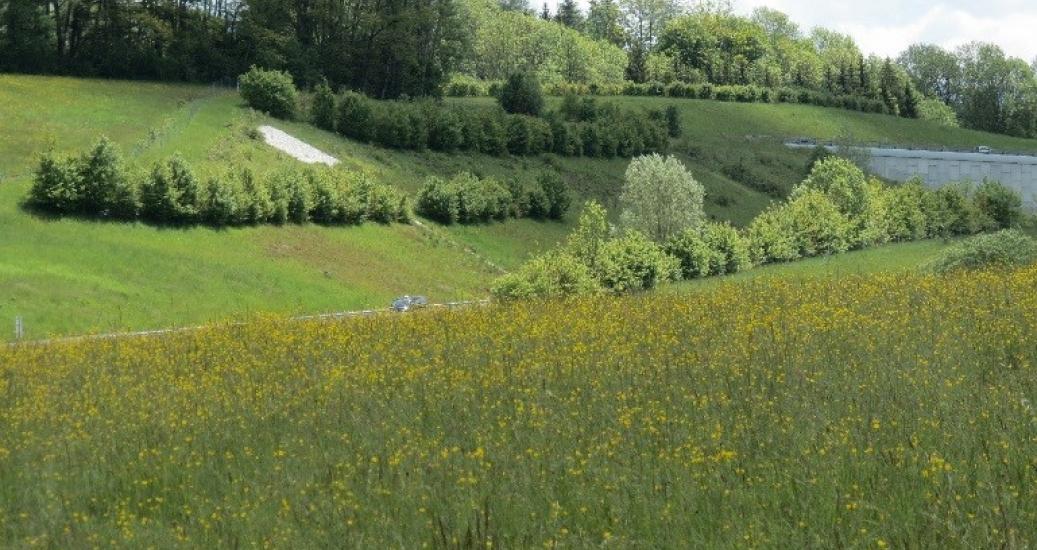 Haies bocagères sur déblai autoroutier - Allonzier la Caille