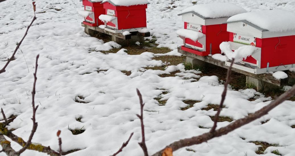 Ruches sous la neige